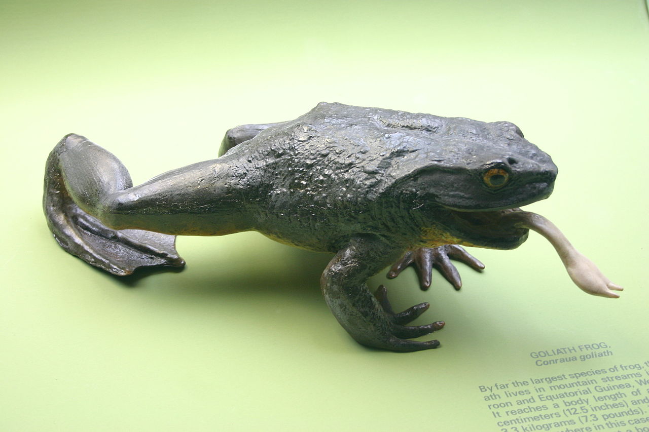 Broasca Goliat (Conraua goliath), cea mai mare din lume