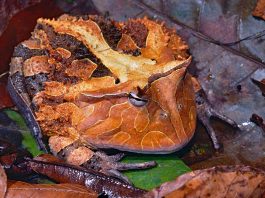 Broasca de Surinam cu coarne (Ceratophrys cornuta) are dinți lungi și ascuțiți