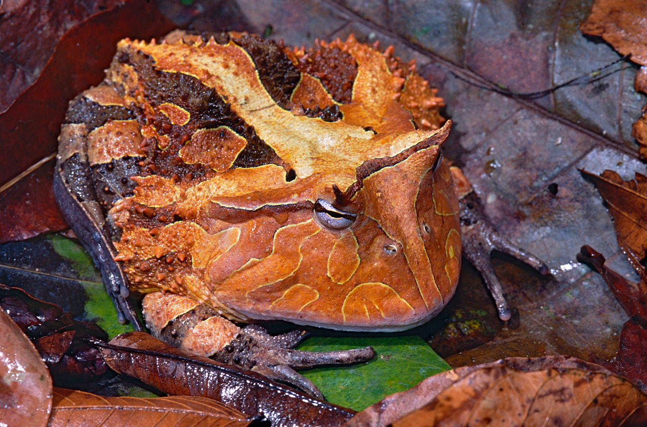 Broasca de Surinam cu coarne (Ceratophrys cornuta) are dinți lungi și ascuțiți