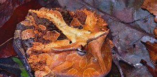 Broasca de Surinam cu coarne (Ceratophrys cornuta) are dinți lungi și ascuțiți