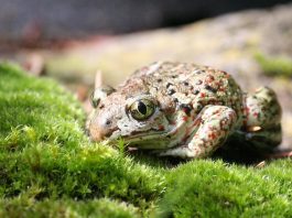 Broasca de pământ brună (Pelobates fuscus) emană prin piele un miros ca de usturoi