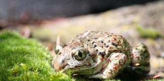 Broasca de pământ brună (Pelobates fuscus) emană prin piele un miros ca de usturoi