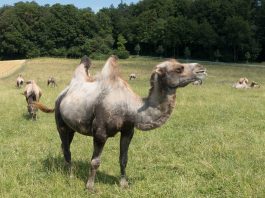 Camilă bactriană (Camelus bactrianus) din Asia