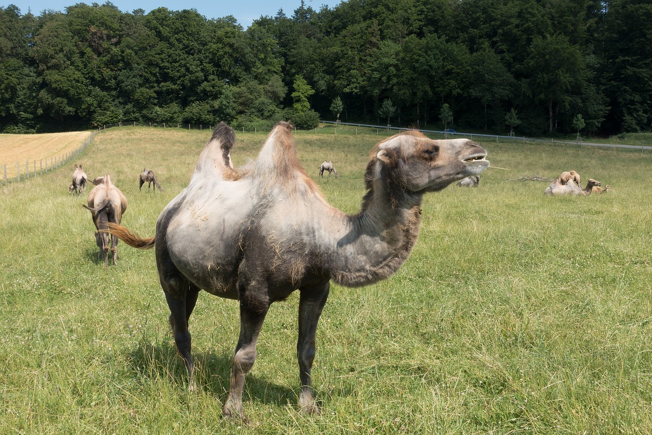 Camilă bactriană (Camelus bactrianus) din Asia