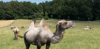 Camilă bactriană (Camelus bactrianus) din Asia