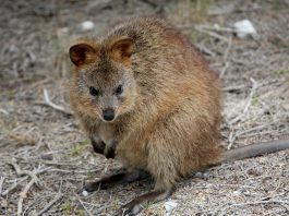 Cangurul cu coada scurtă (Setonix brachyurus) din sud-vestul Australiei