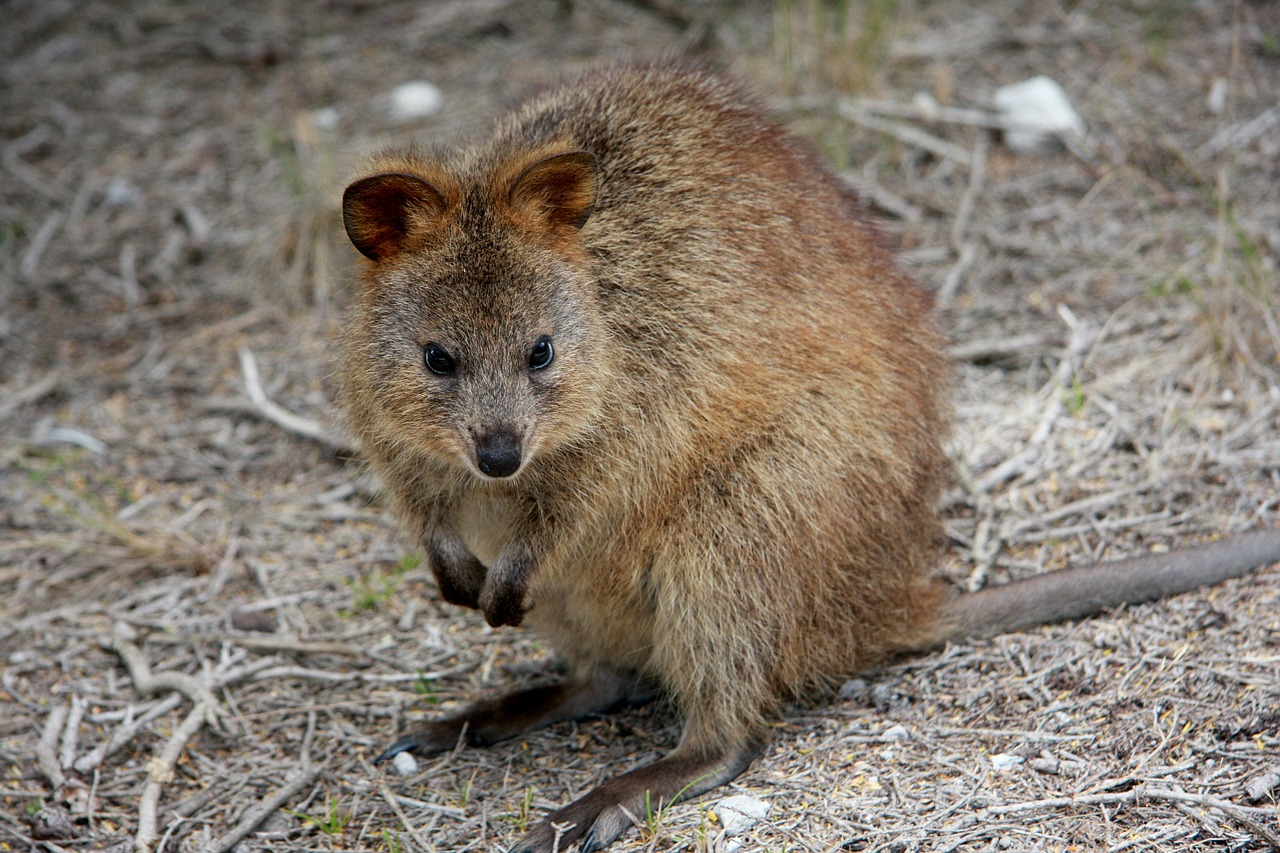 Cangurul cu coada scurtă (Setonix brachyurus) din sud-vestul Australiei