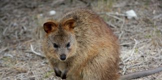 Cangurul cu coada scurtă (Setonix brachyurus) din sud-vestul Australiei
