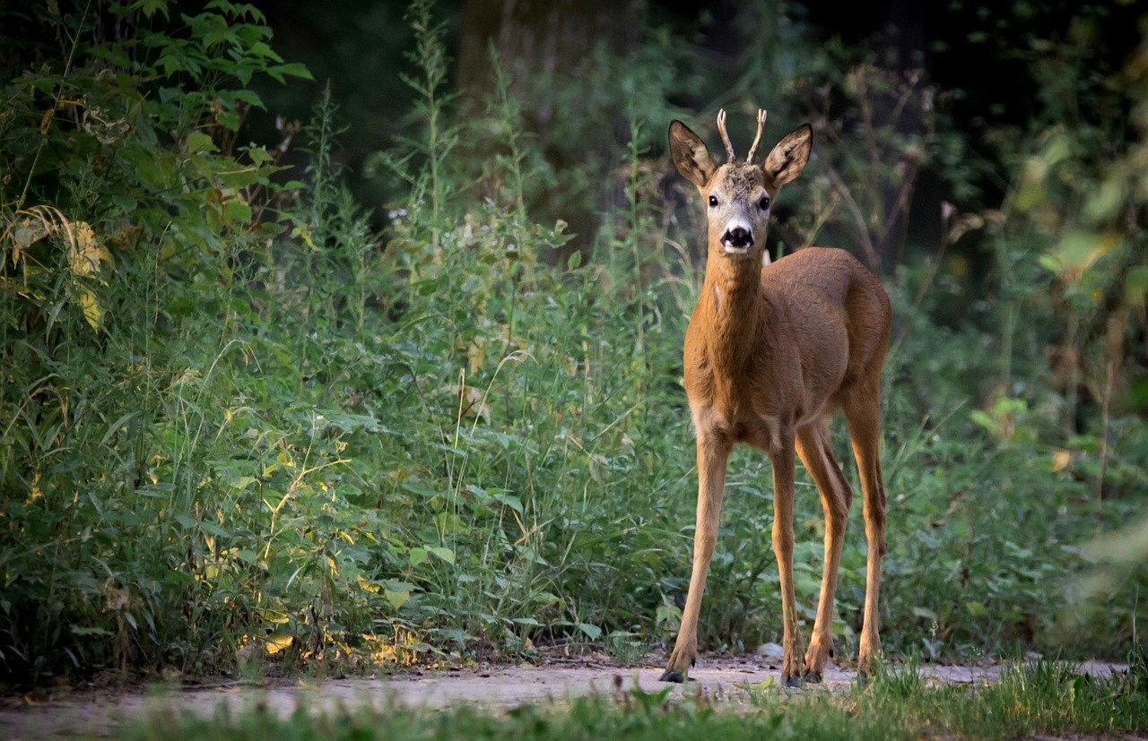 Capreolus capreolus