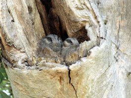 Caprimulgul pitic australian (Aegotheles cristatus) se aseamănă cu o bufnița