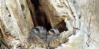 Caprimulgul pitic australian (Aegotheles cristatus) se aseamănă cu o bufnița