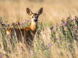 Capriorul (Capreolus capreolus), un mamifer rumegător din pădurile Europei