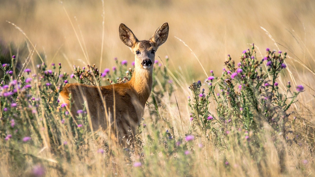 Capriorul (Capreolus capreolus), un mamifer rumegător din pădurile Europei