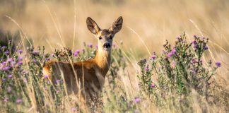 Capriorul (Capreolus capreolus), un mamifer rumegător din pădurile Europei