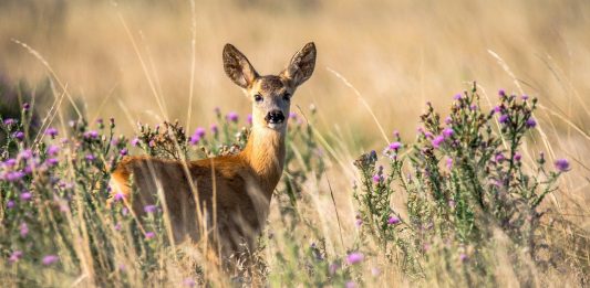 Capriorul (Capreolus capreolus), un mamifer rumegător din pădurile Europei