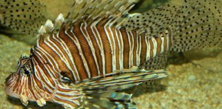 Cei mai periculoși pești din lume, află de care specii să te ferești