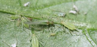 Cele mai distructive insecte – Afide comune