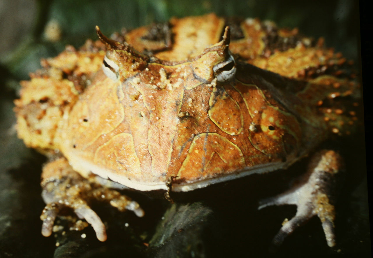 Ceratophrys cornuta