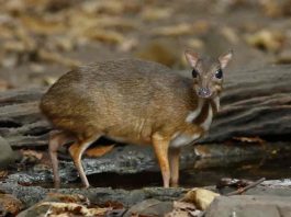 Cerbul moscat de apă (Hyemoschus aquaticus) din pădurile tropicale