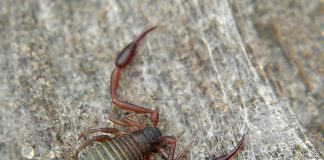 Cheliferizi – Scorpioni falși ce nu au ac