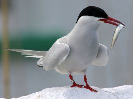 Chira (Sterna paradisaea), rândunica de marea arctică