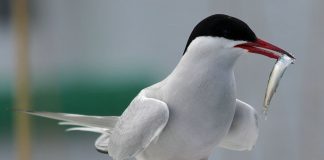 Chira (Sterna paradisaea), rândunica de marea arctică