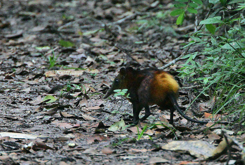 Chitcanul-elefant cu crupa aurie in cautare de hrana, Foto: rhamphotheca.tumblr.com