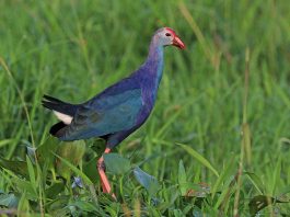 Corcodelul cu cap cărunt (Poliocephalus poliocephalus), o specie Australiană