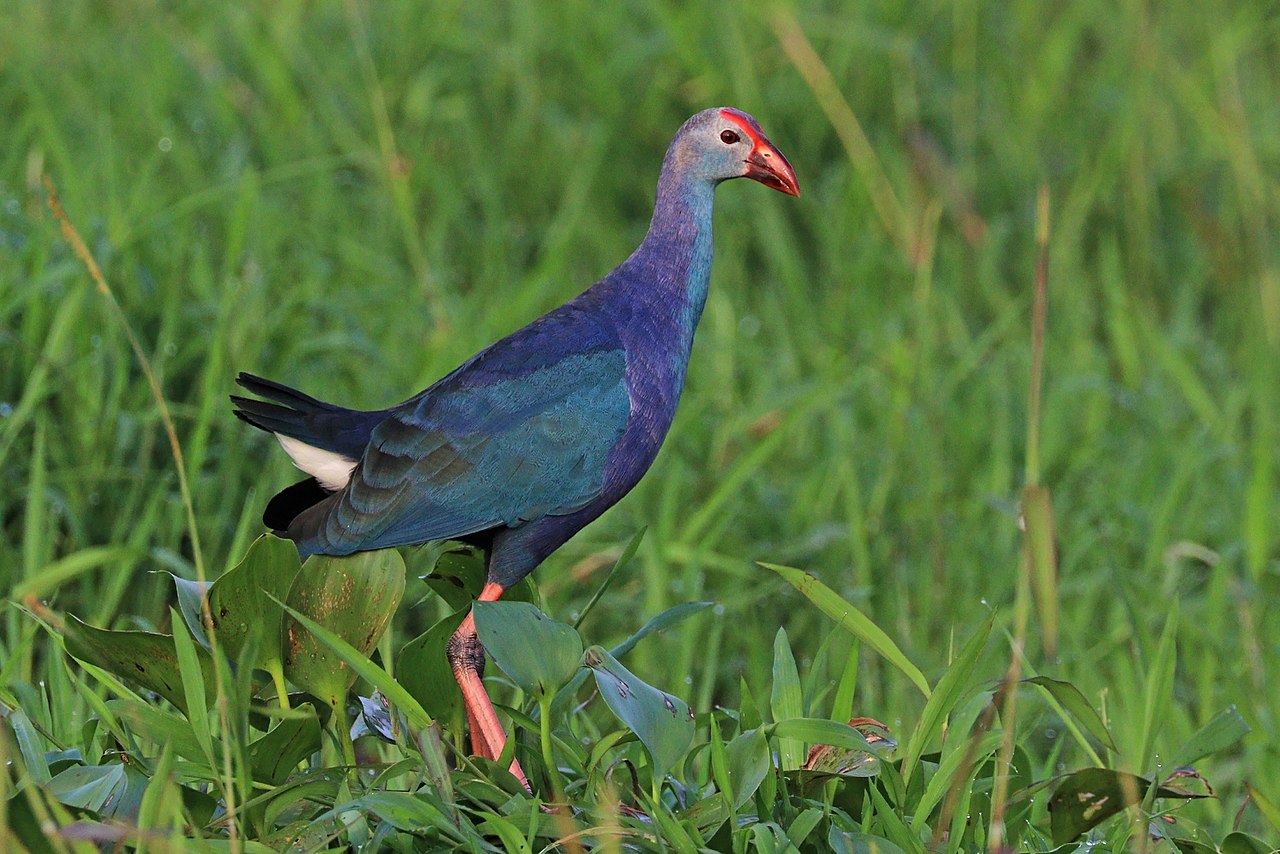 Corcodelul cu cap cărunt (Poliocephalus poliocephalus), o specie Australiană