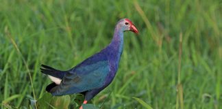 Corcodelul cu cap cărunt (Poliocephalus poliocephalus), o specie Australiană