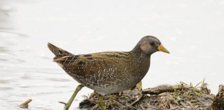 Cristeiul-pestriț (Porzana porzana), pasăre de apă ce stă mereu ascunsă