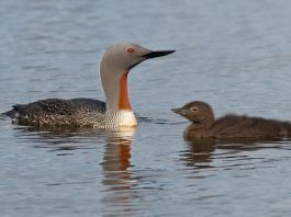 Cufundacul cu gușă roșie (Gavia stellata), cea mai mică specie dintre toți cufundacii