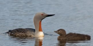 Cufundacul cu gușă roșie (Gavia stellata), cea mai mică specie dintre toți cufundacii