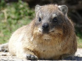 Damanul de stancă (Procavia capensis), află totul despre această specie