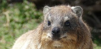 Damanul de stancă (Procavia capensis), află totul despre această specie