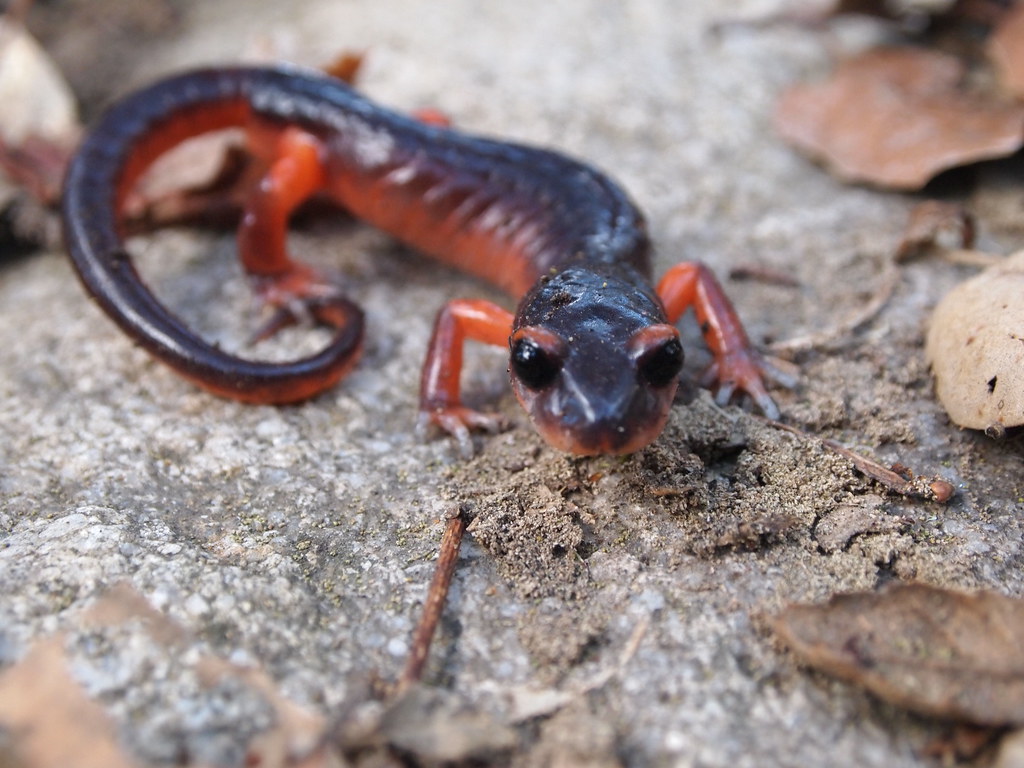 Ensatina eschscholtzii