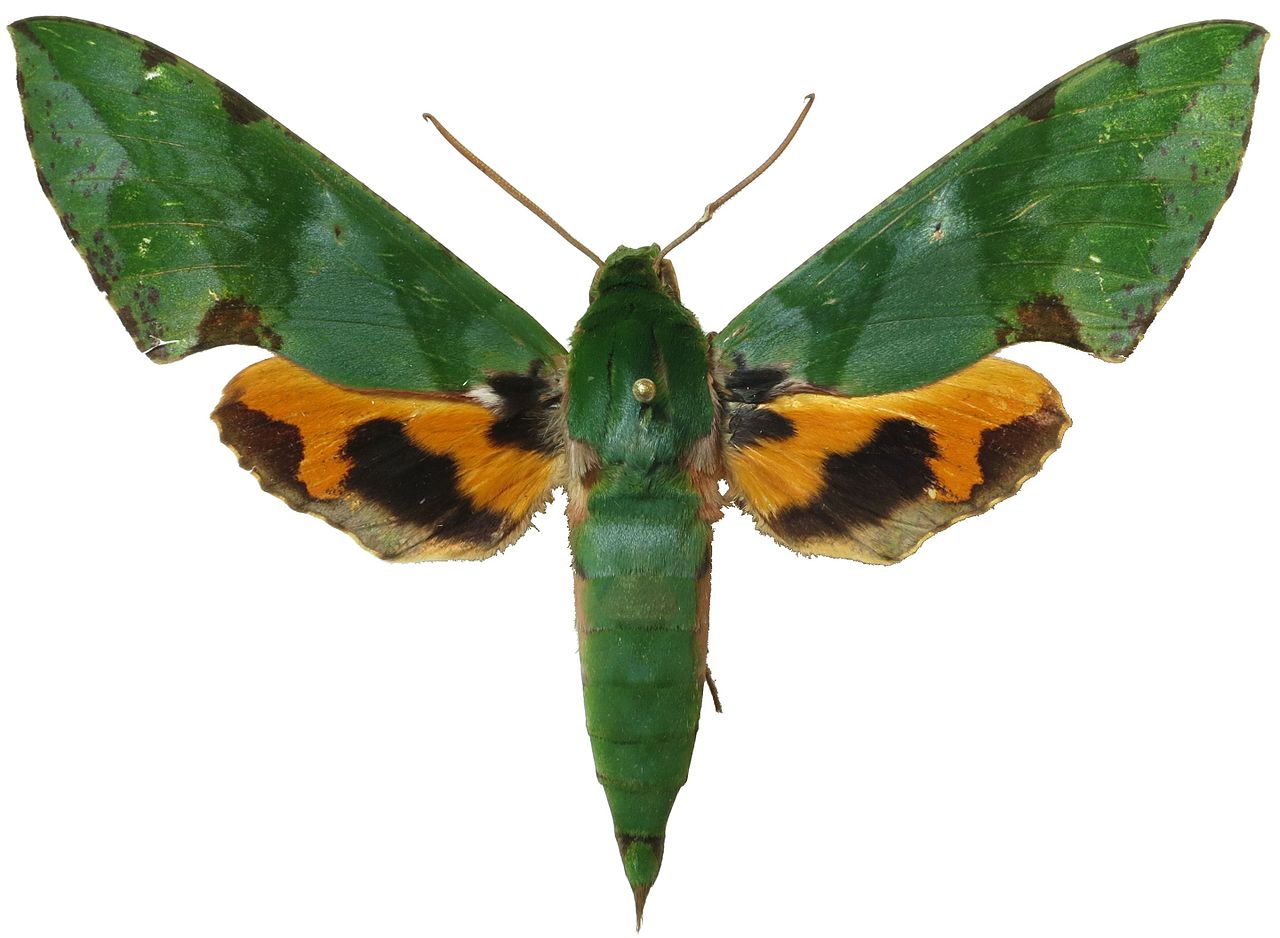 Euchloron Megaera