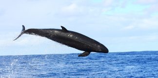 Falsa balenă ucigașă (Pseudorca crassidens), trăiește în apele tropicale