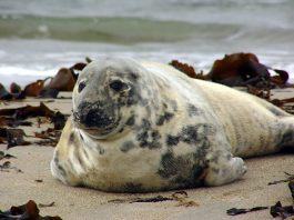 Foca cenușie (Halichoerus grypus), o specie migratoare