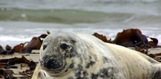 Foca cenușie (Halichoerus grypus), o specie migratoare