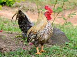 Găina bankiva (Gallus gallus), stramoșul găinilor domestice