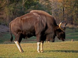 Gaurul (Bos gaurus), una din cele mai mari bovine din lume