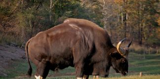 Gaurul (Bos gaurus), una din cele mai mari bovine din lume