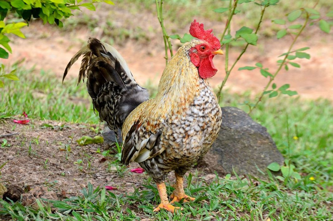 Găina bankiva (Gallus gallus), stramoșul găinilor domestice