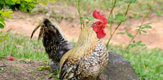 Găina bankiva (Gallus gallus), stramoșul găinilor domestice
