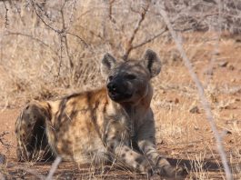 Hiena vărgată (Hyaena hyaena), află totul despre acest animal