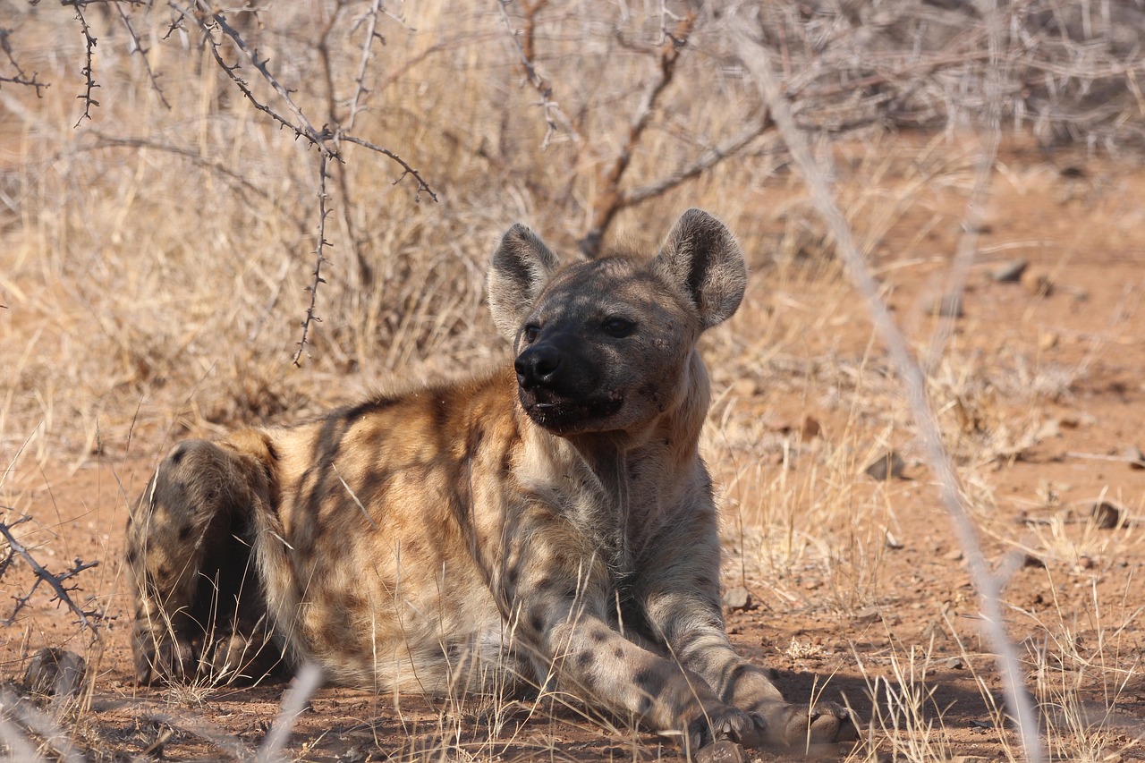 Hiena vărgată (Hyaena hyaena), află totul despre acest animal