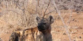 Hiena vărgată (Hyaena hyaena), află totul despre acest animal