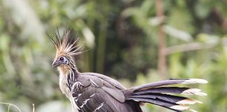 Hoatzinul (Opisthocomus hoazin), pasăre din America de Sud