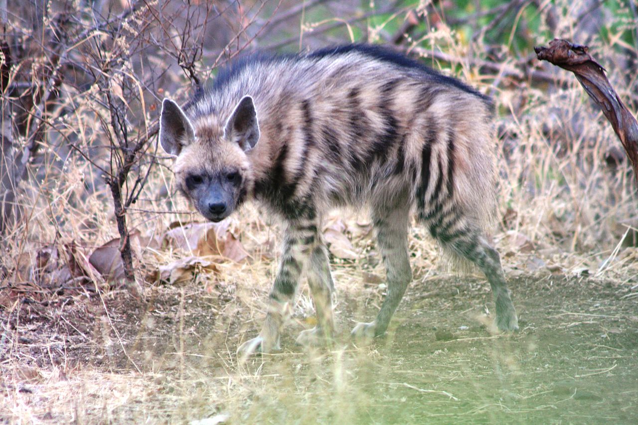 Hyaena hyaena